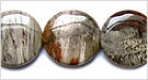 Petrified Wood