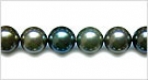 Shell Pearl
