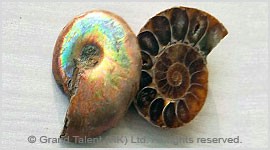 Madagascar Fossil Ammonite
