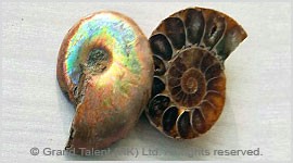 Madagascar Fossil Ammonite