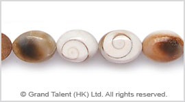 Shiva Shell