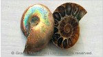 Madagascar Fossil Ammonite